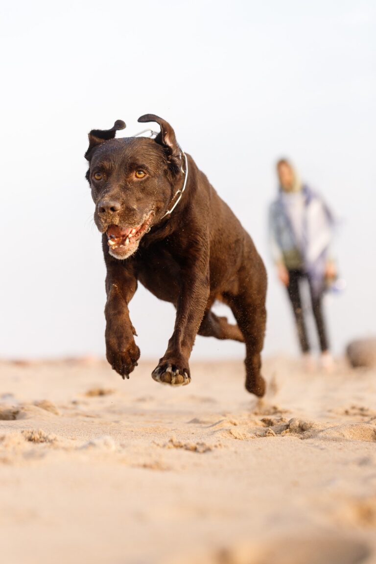 dog running on the beach, aggressive dog attacking