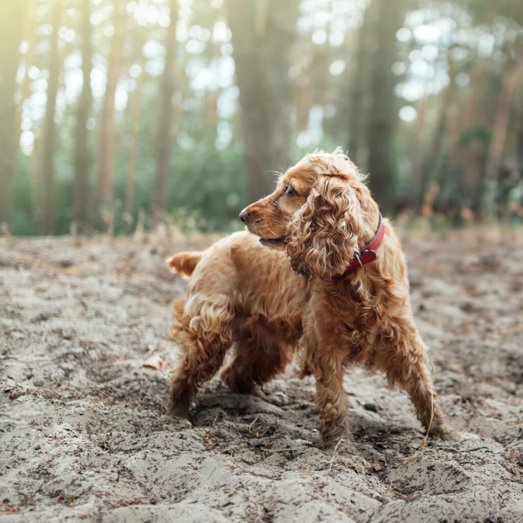 A red dog english spaniel breed stands in the sand against a bac