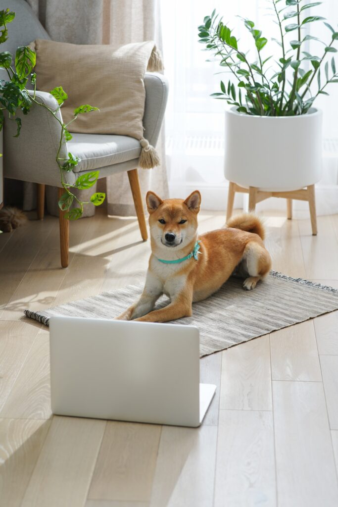 cute dog Shiba inu is waiting for his mistress to start practicing doga yoga. Morning rituals