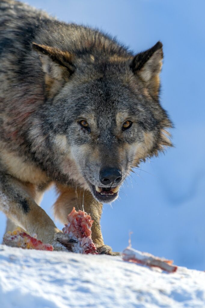 Gray wolf, Canis lupus, eat meat in the winter forest.