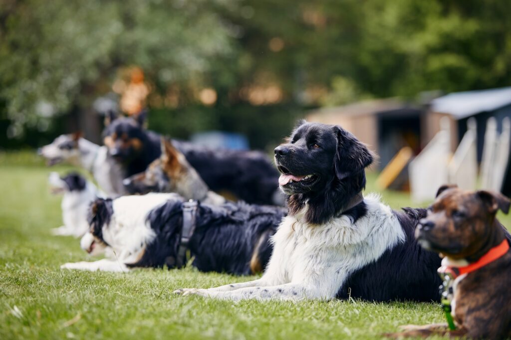 Group of dogs during training