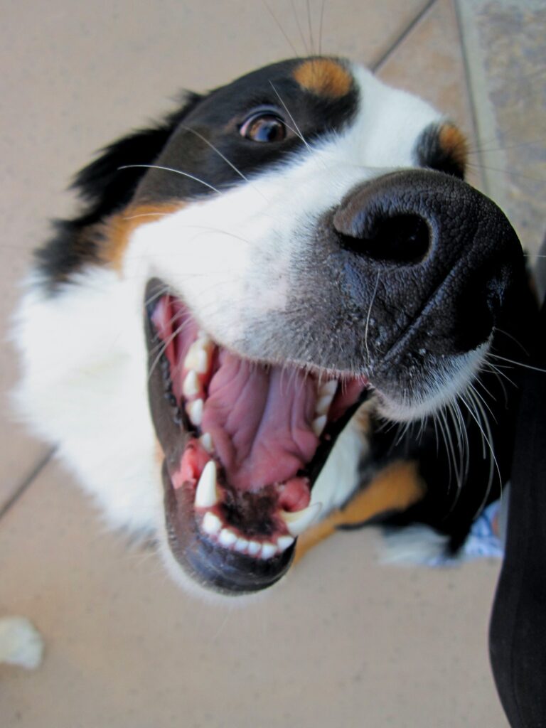 Happy Bernese Mountain dog smiling up at the camera.