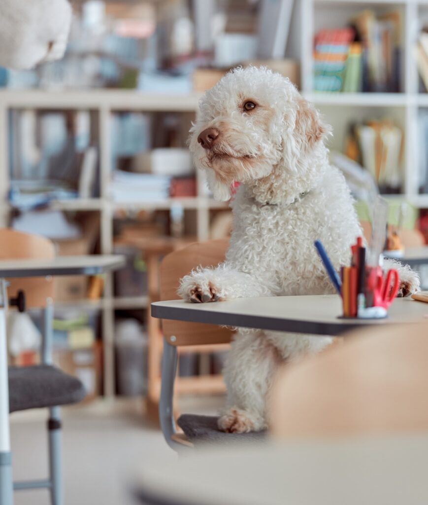 Happy dog student is sitting in elementary school classroom and preparing to lessons