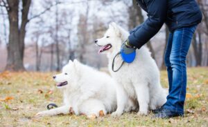 "Male and female samoyed dogs in autumn park