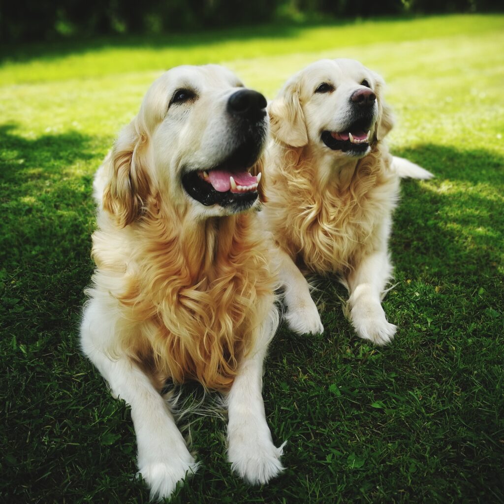 retriever cute dogs on green grass waiting