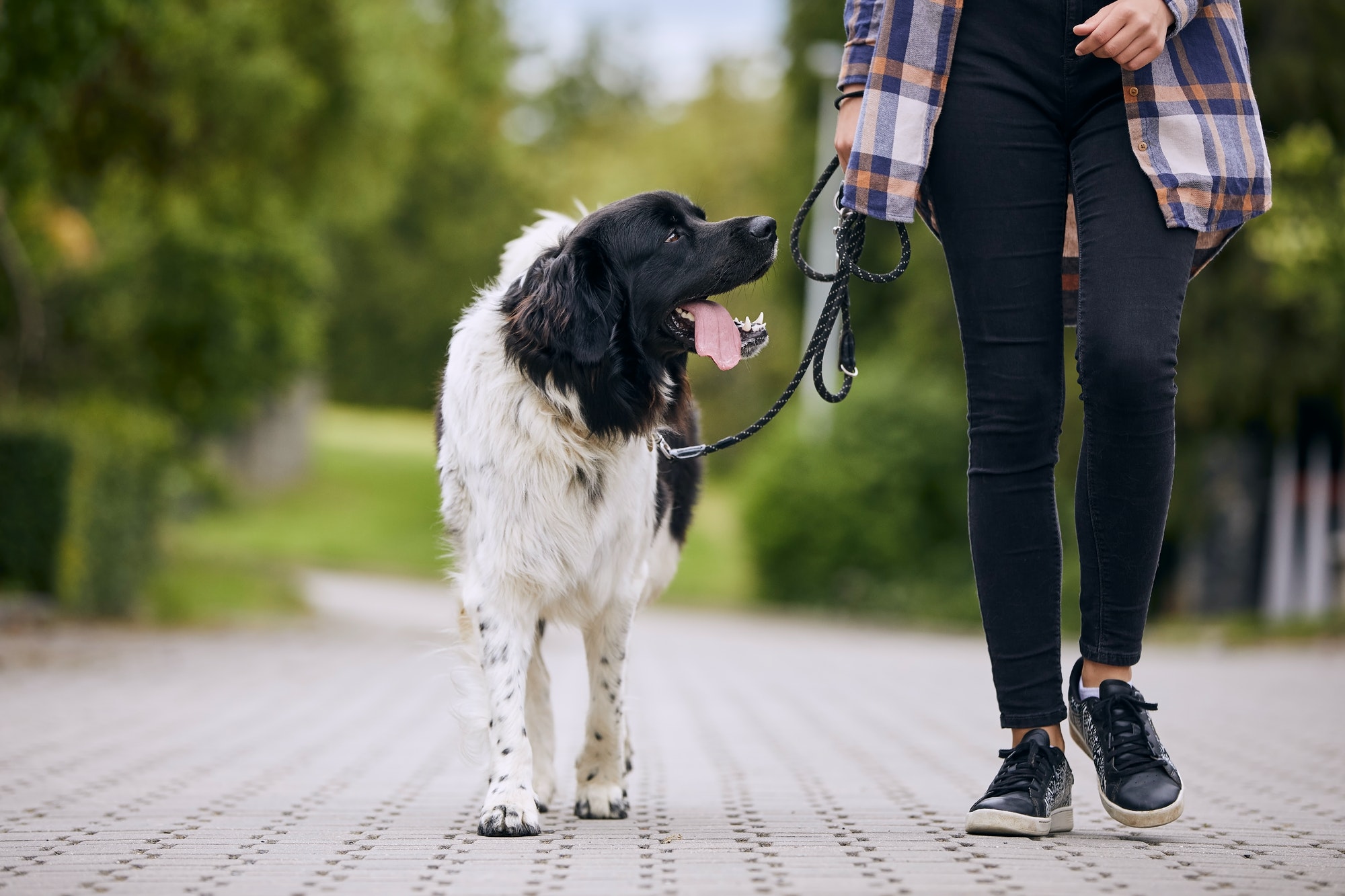 Happy Czech mountain dog walking on pet leash