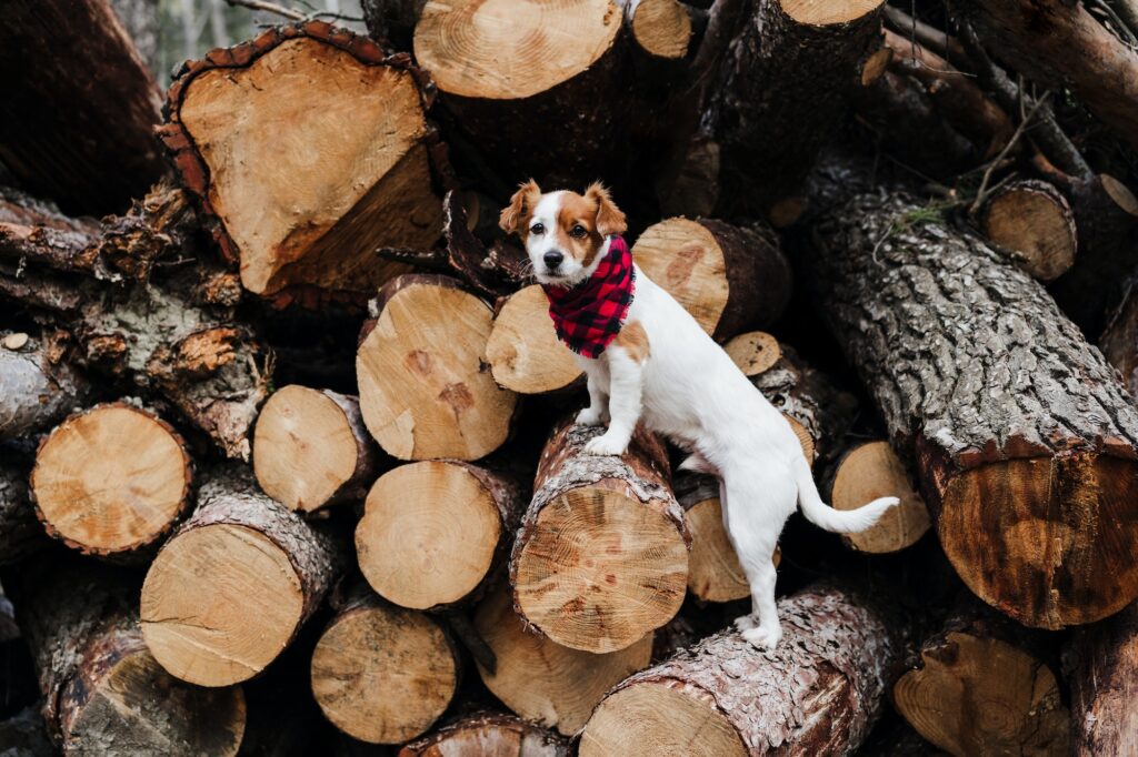 funny jack russell dog Wearing modern bandana climbing on wood trunks in mountain. Pets in nature