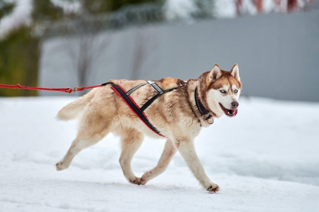 Running Husky dog on sled dog racing.