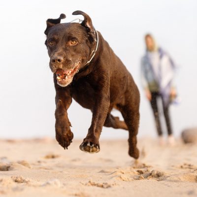dog running on the beach, aggressive dog attacking